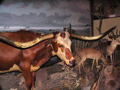 Buckhorn Saloon display.jpg