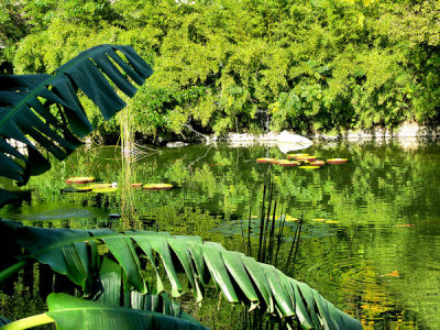 Japanese Tea Garden.jpg
