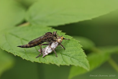 asilide et proie / Robber fly and prey / Asilidae