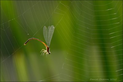 demoiselle dans une toile / damselfly in a web