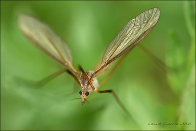 Tipule du chou ? / Marsh Crane Fly ? / Tipula oleracea ?