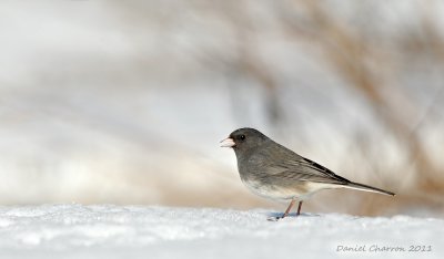 junco ardois / Dark-eyed junco / Junco hyemalis