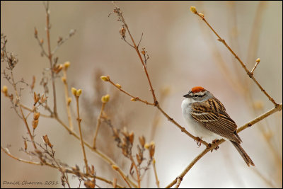 bruant familier / Spizella passerina / Chipping Sparrow