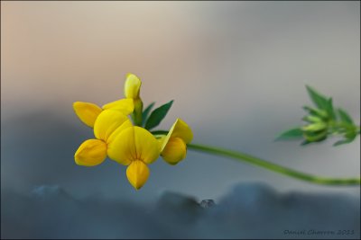 lotier cornicul / Birdsfoot-trefoil / Lotus corniculatus