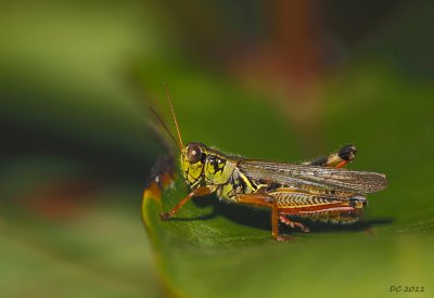 mlanople / Grasshopper