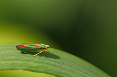 ciccadelle / Leafhopper