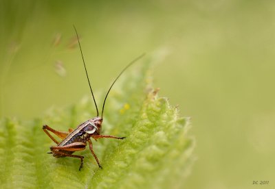 Larve de sauterelle / Immature grasshopper