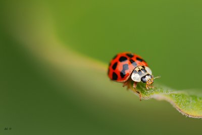 coccinelle asiatique / Asian Lady Beetle