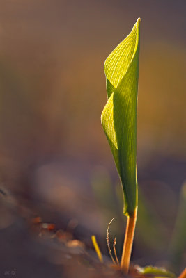 maanthme du Canada / Maianthemum canadense / Wild lily-of-the-valley