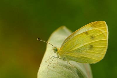 piride du chou / Imported cabbageworm / Pieris rapae (L.)