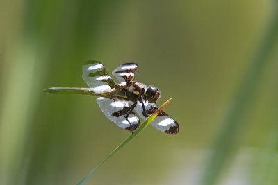 libellule gracieuse / Twelve-spotted skimmer