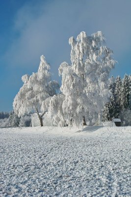 SDIM0059.jpg