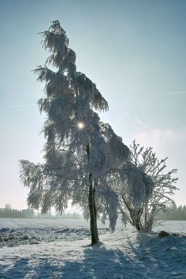 SDIM0087.jpg