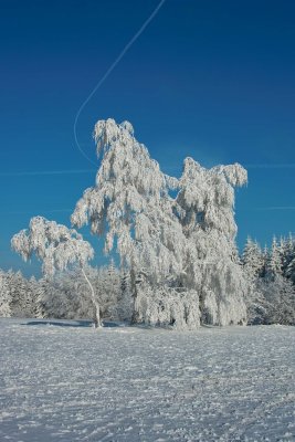 SDIM0124.jpg