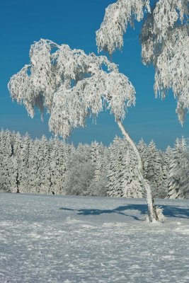 SDIM0126.jpg