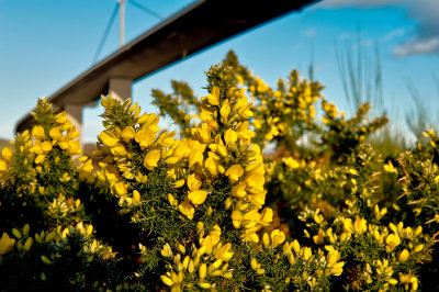 Erskine Bridge and yellow gorse