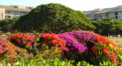 Maui floral
