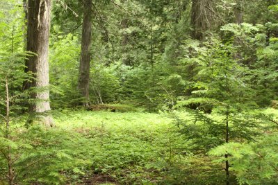 Glacier forest