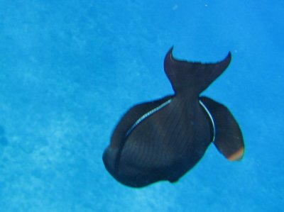 Snorkel sights
