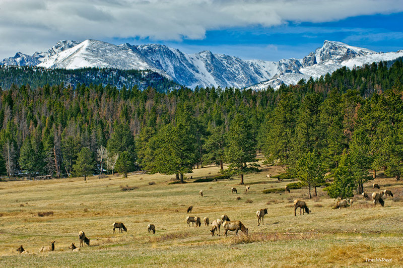 Elk Grazing & Lazing