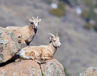 Big Horn Sheep
