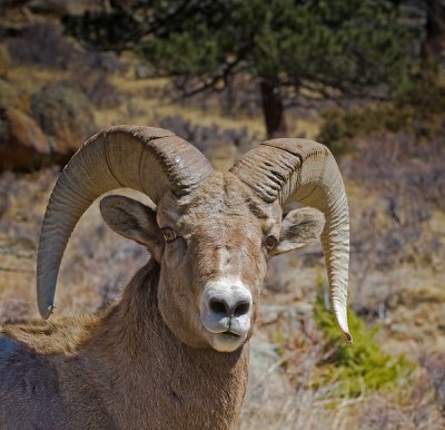 Big Horn Ram