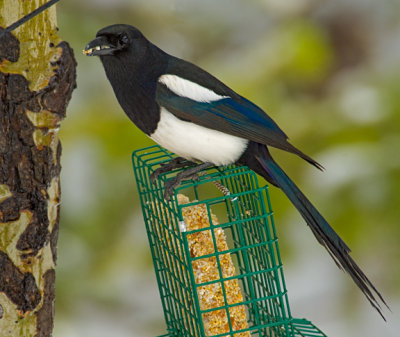 Black Billed Magpie 