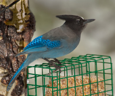 Steller's Jay