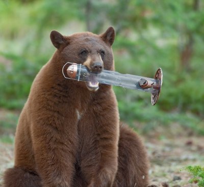 Black Bear