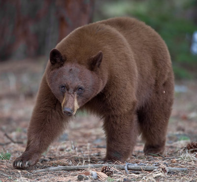 Black Bear