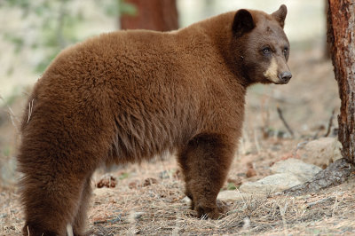Black Bear
