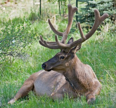 Bull Elk Resting