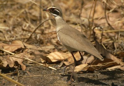 Bronze-winged Courser