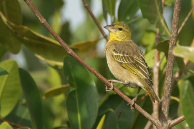 Village Weaver