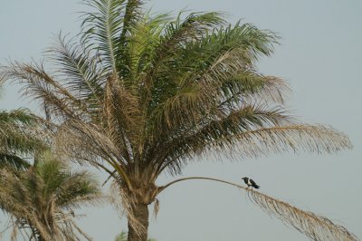 Pied Crow