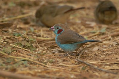 09416 - Red-cheeked Cordon-bleu - Uraeginthus bengalus