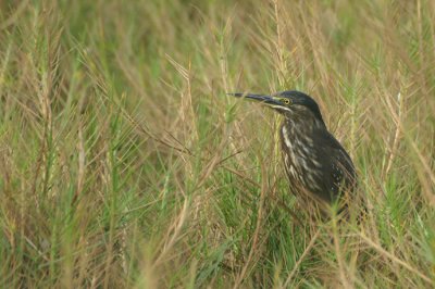 00825 - Striated Heron