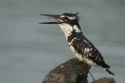 Pied Kingfisher