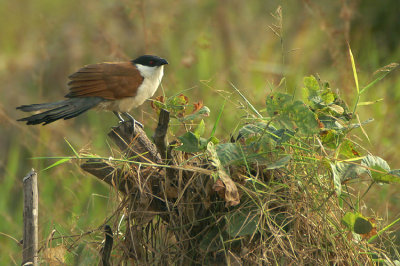 02199 - Senegal Coucal - Centropus senegalensis