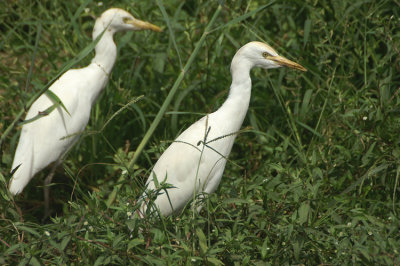 00832 - Western Cattle Egret - Bubulcus ibis