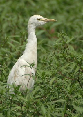 Cattle Egret