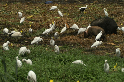 Cattle Egret