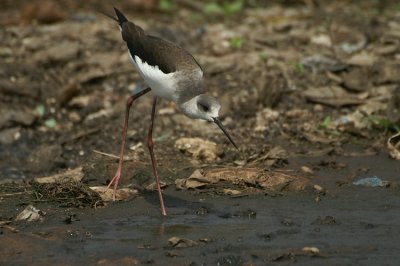 Black-winged Stilt