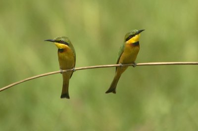 03335 - Little Bee-eater - Merops pusillus