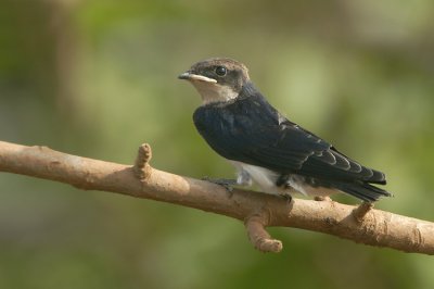 07266 - Wire-tailed Swallow - Hirundo smithii
