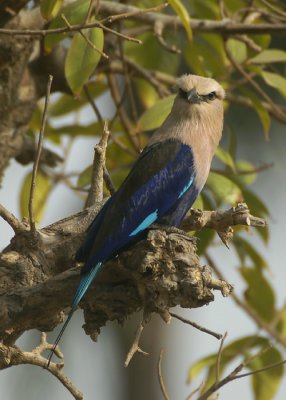 Blue-bellied Roller