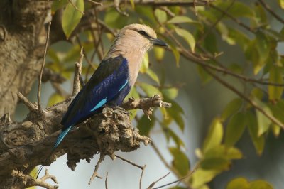 Blue-bellied Roller