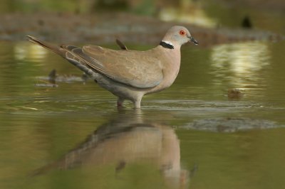 01876 - Mourning Collared Dove - Streptopelia decipiens