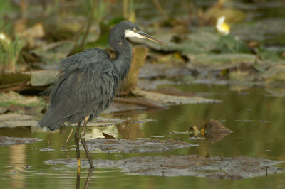 Western Reef Heron