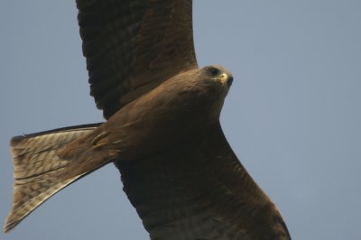 Yellow-billed Kite